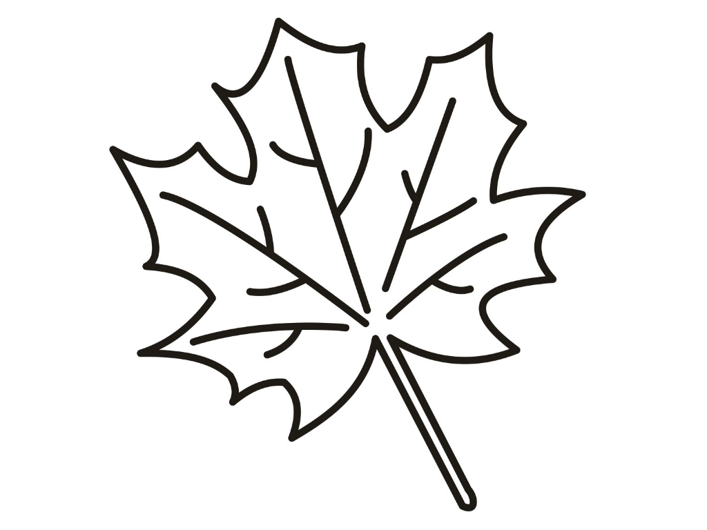 1024x768 Focus Maple Leaf Coloring Page 2 Of Pages