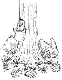 200x257 How Much Sap Does It Take To Make Maple Syrup Maple Sugaring