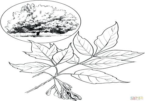 476x333 Coloring Page Leaf Coloring Trend Medium Size Maple Syrup Bottle