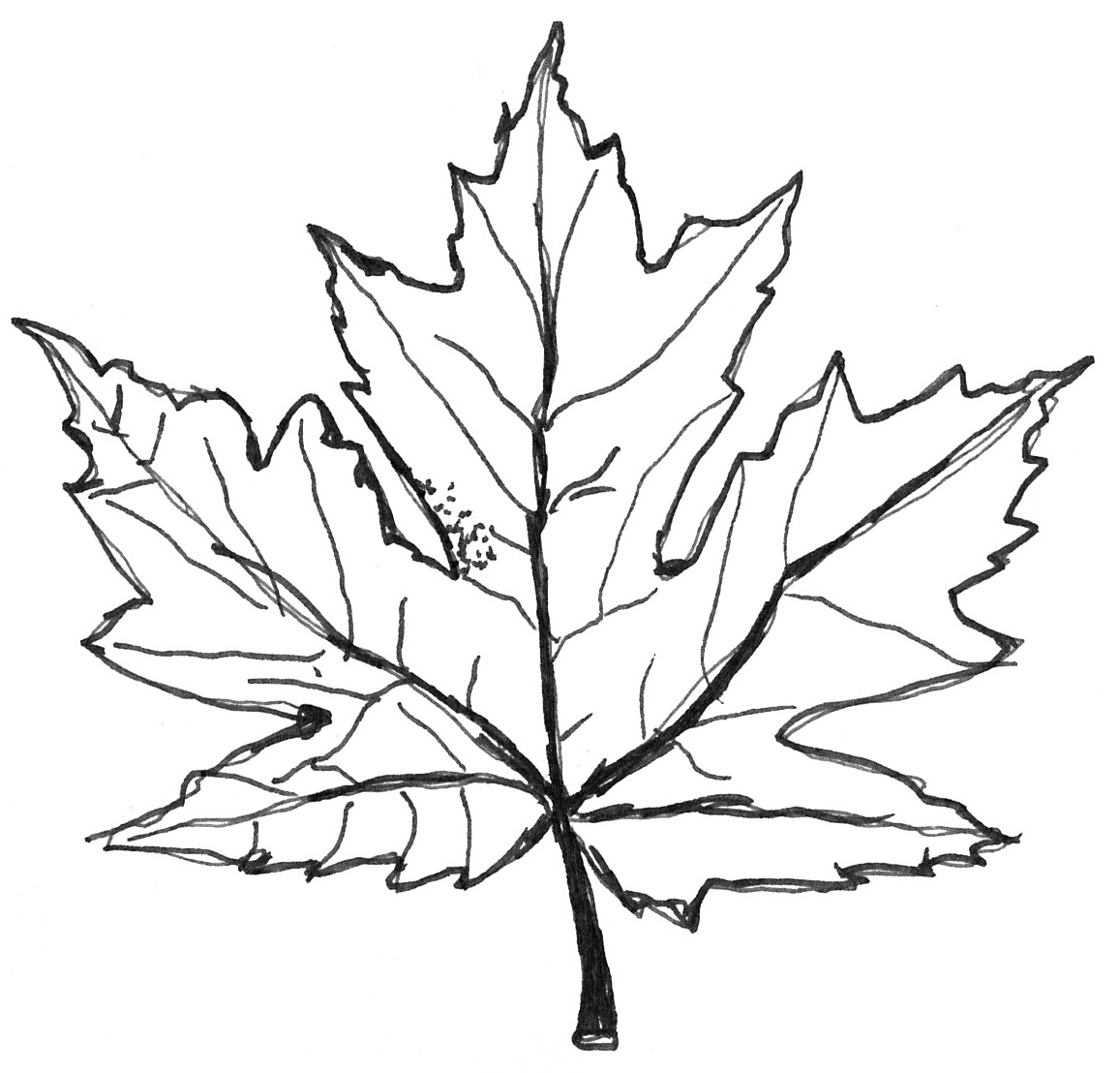 1157x1108 Maple Leaf Coloring Page