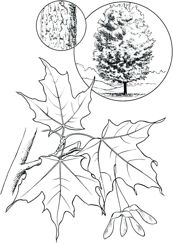 600x844 Maple Tree Coloring Page Maple Leaf Coloring Pages Maple Leaf