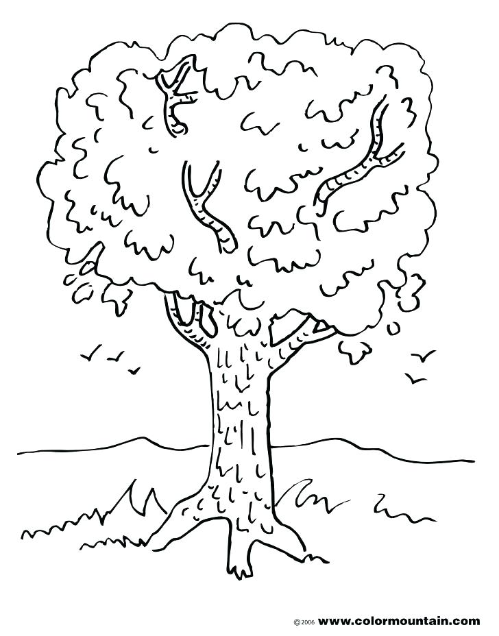 728x928 Maple Tree Coloring Page Tree Trunk Coloring Page Maple Tree