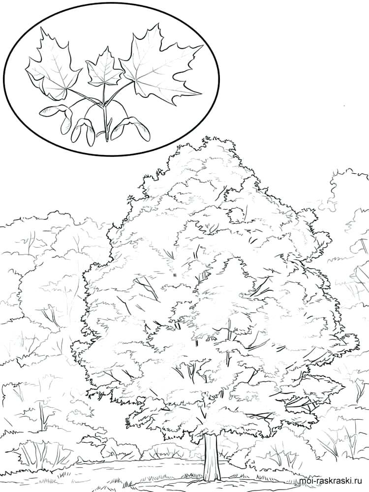 750x1000 Outstanding Maple Tree Coloring Page Festooning
