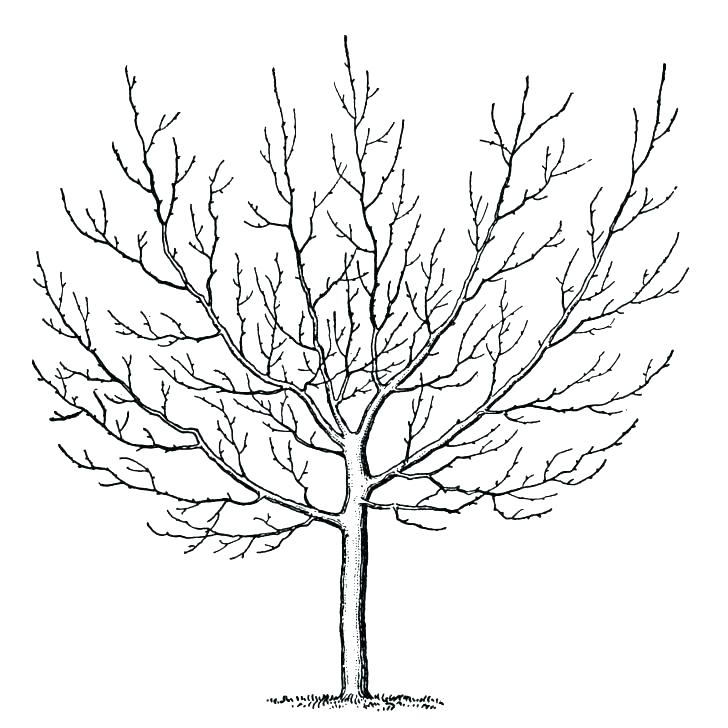 728x728 Winter Tree Coloring Page Maple Tree Coloring Page Winter Tree