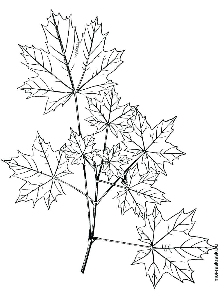 750x1000 Maple Tree Coloring Page Devon Creamteas