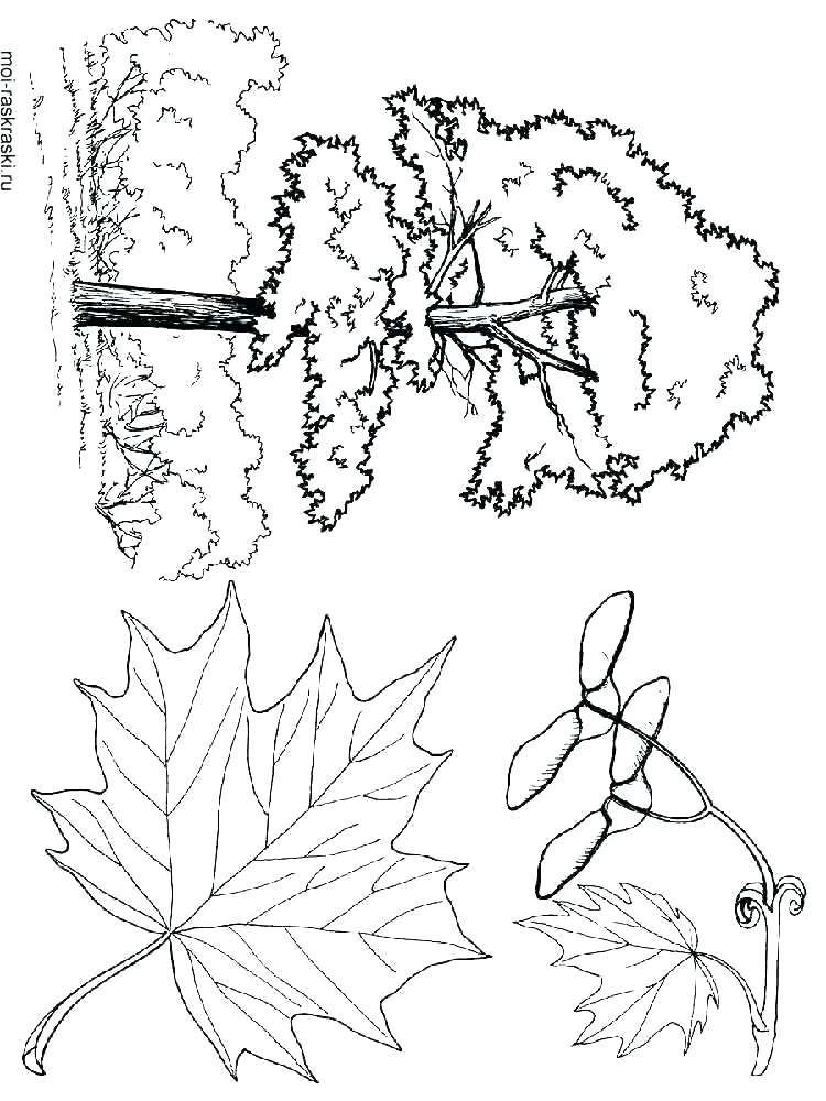 750x1000 Tree Coloring Sheet