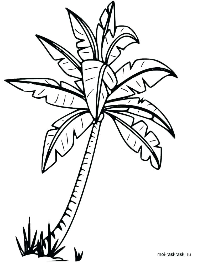 750x1000 Coloring Pages Of Trees With Leaves Free Printable Tree Coloring