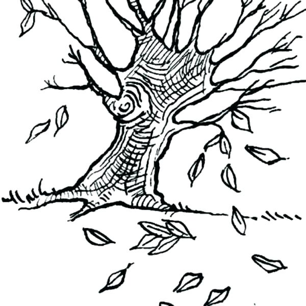 600x600 Fall Leaves Coloring Pages Tree Without Leaves Coloring Page Fall