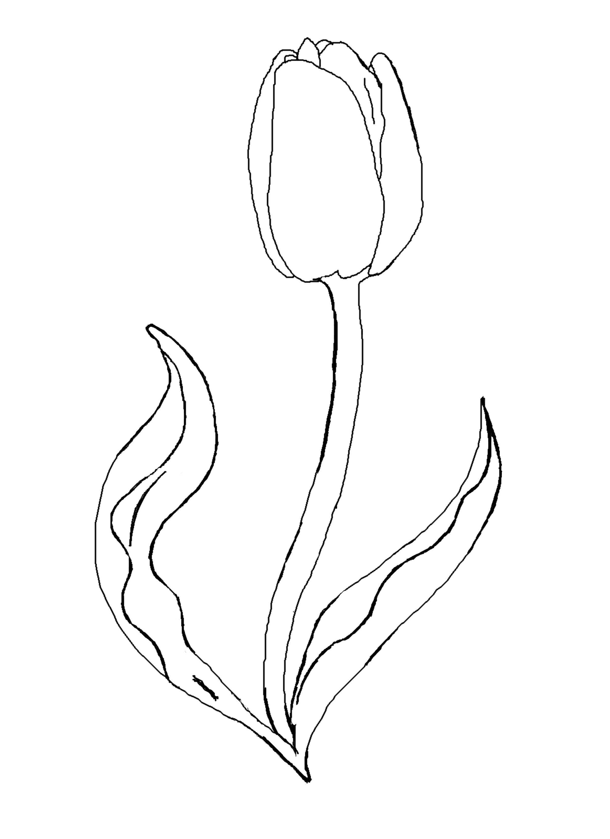 2400x3300 Tulip Coloring Pages.jpg Templets