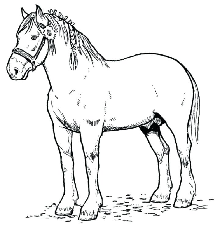 721x747 Horse Color Pages Horse Coloring Pages Horse Color Pages Free