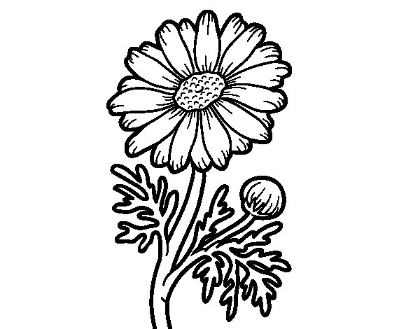 600x470 Wild Daisy Coloring Page