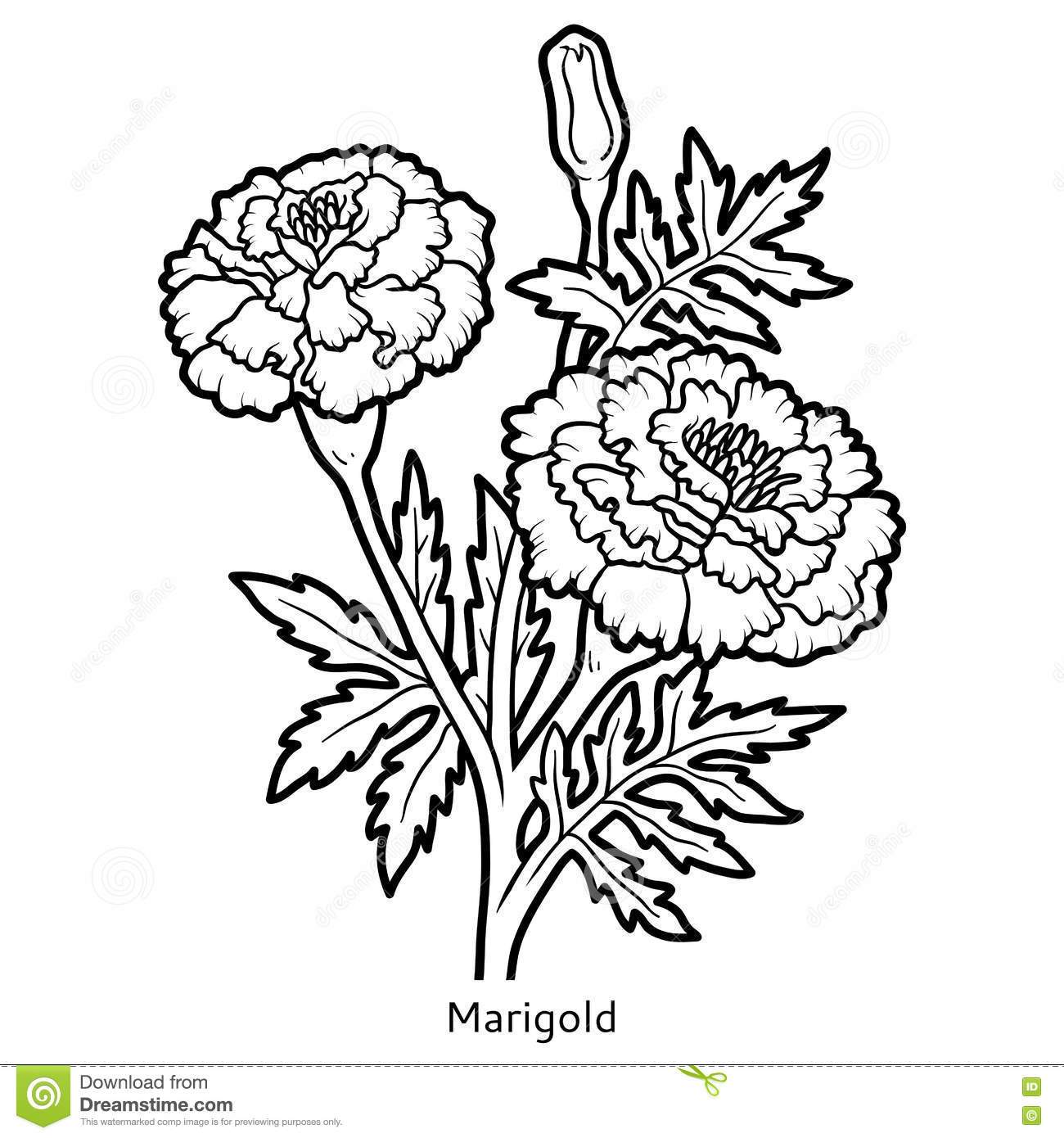 1300x1390 Inspiring Coloring Book Flower Marigold Stock Vector Image Pic
