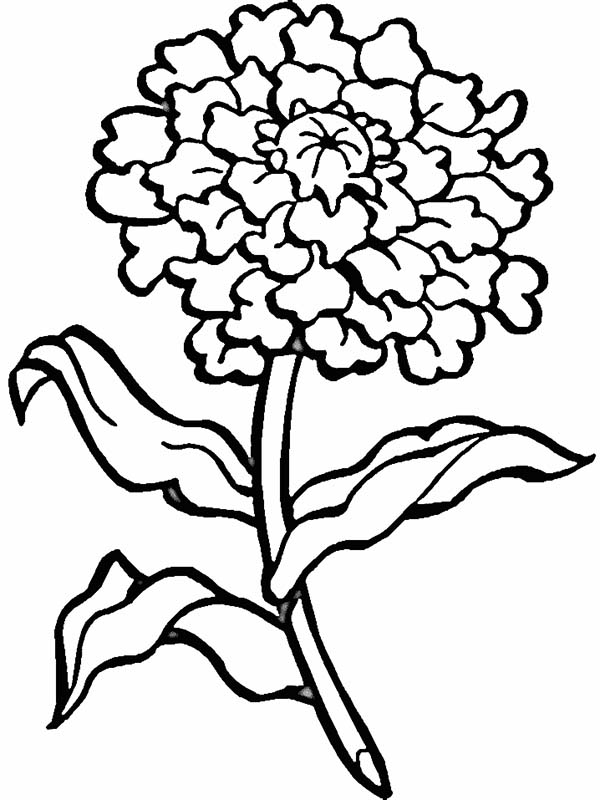 600x800 Marigold Coloring Page Blooming Flower Coloring Page Download