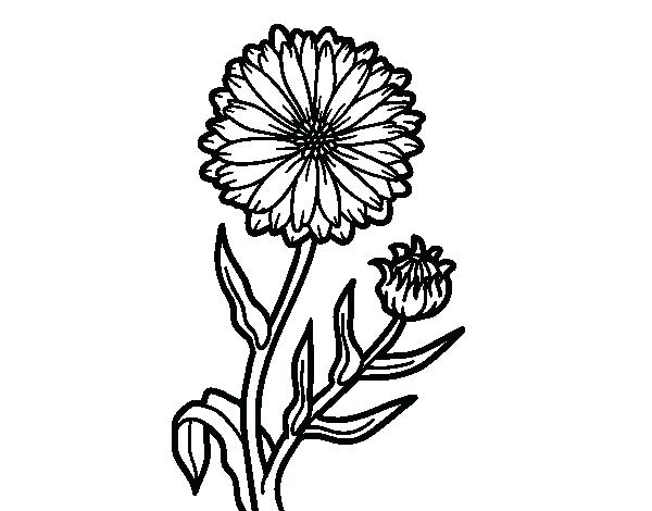 600x470 Marigold Coloring Page Pot Marigold Coloring Page Marigold Flower