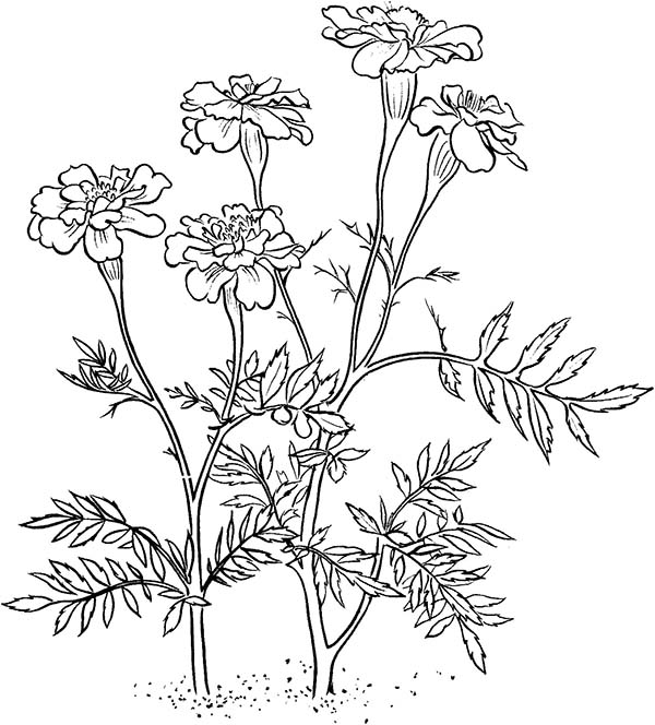 600x664 Marigold Flower Coloring Page