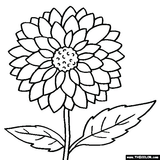 560x560 Marigold Coloring Page