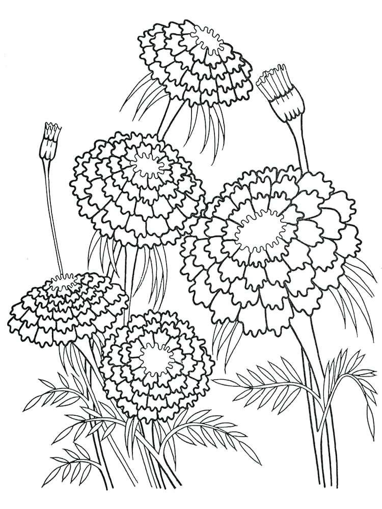 750x1000 Flower Coloring Pages For Adults Plus Marigolds Flower Coloring