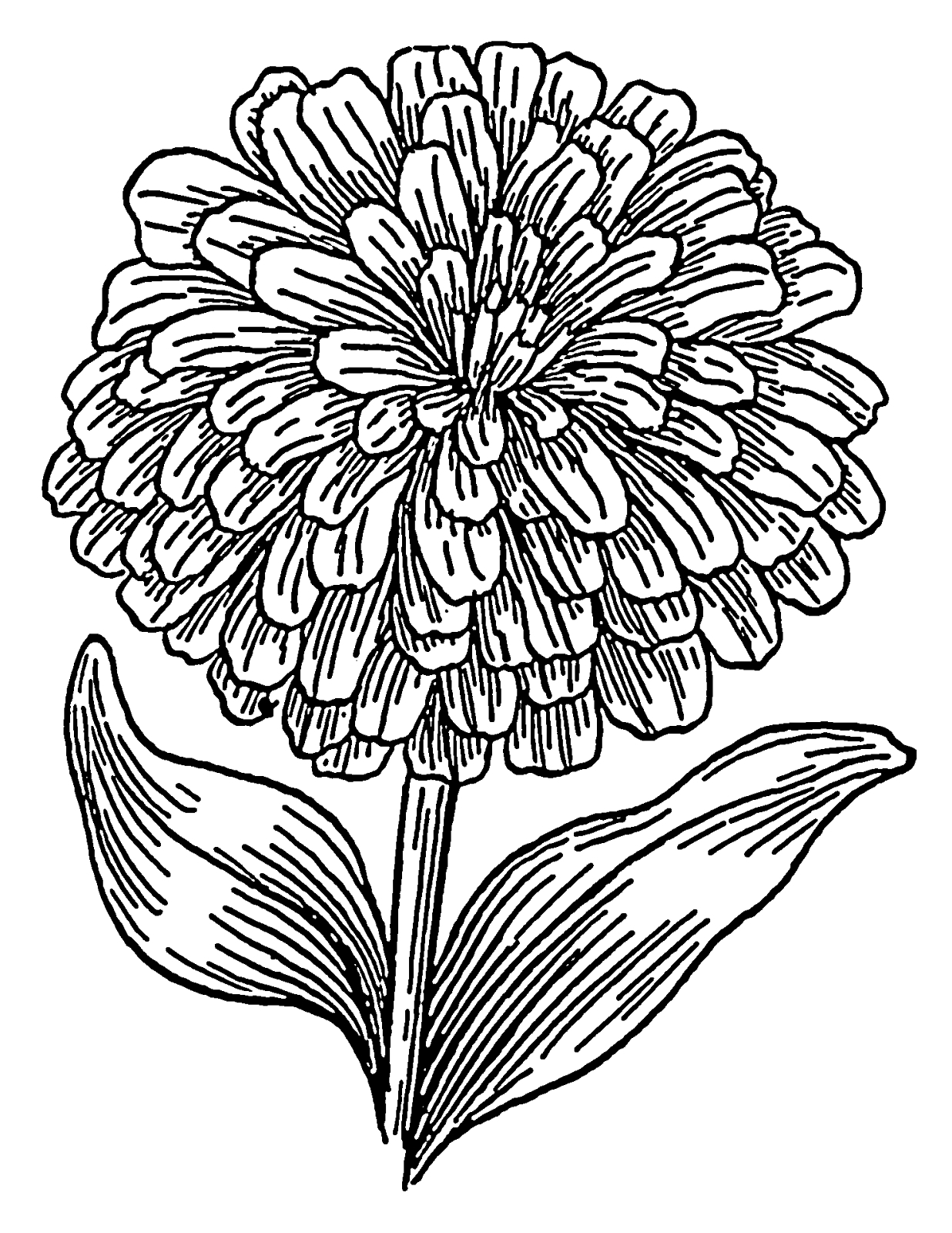 1236x1600 Fresh Marigold Flower Coloring Pages Design Printable Coloring Sheet