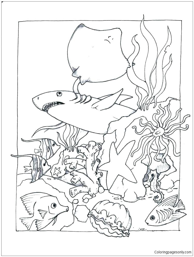749x993 Sea Lion Coloring Page Printable Coloring Page Under The Sea