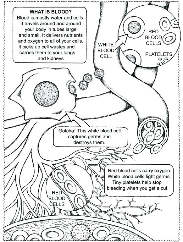 582x770 Marine Coloring Page