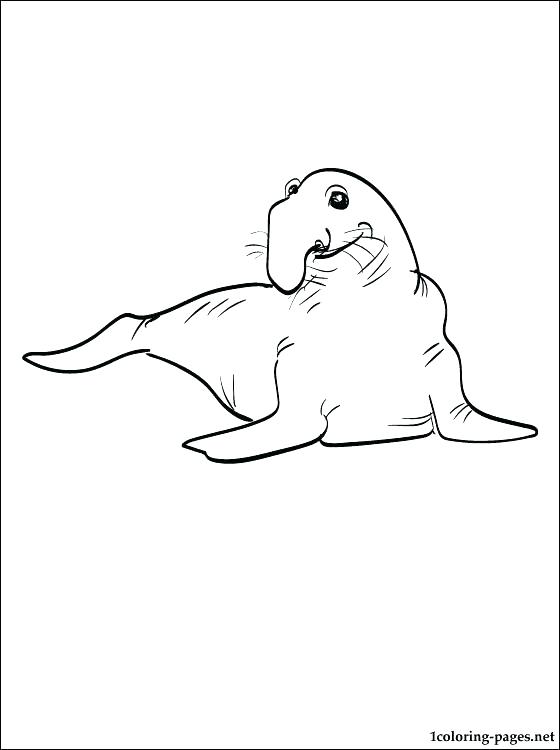 560x750 Martin Luther Rose Coloring Page Seal Elephant Harbor Pages