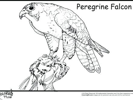 440x330 Peregrine Falcon Coloring Page Marvel Falcon Coloring Pages