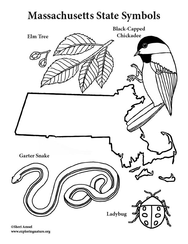 612x792 Massachusetts State Symbols Coloring Page