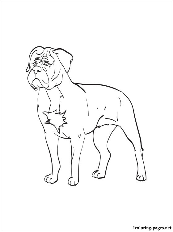 560x750 Dogue De Bordeaux Coloring Page Coloring Pages