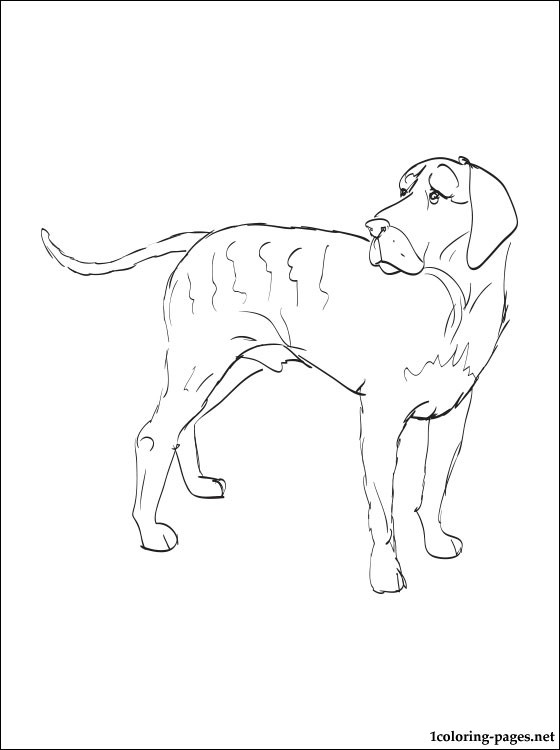 560x750 Fila Brasileiro Coloring Page Coloring Pages