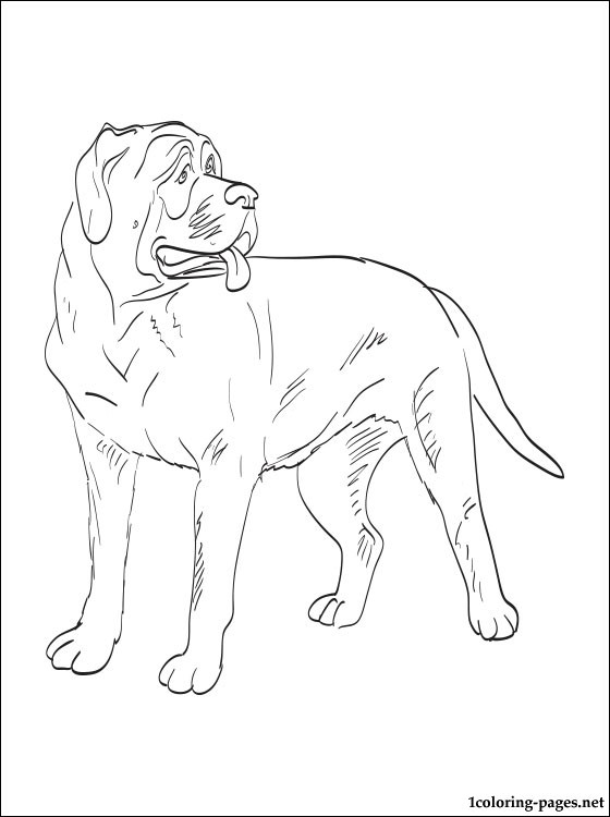 560x750 American Mastiff Coloring Page Coloring Pages