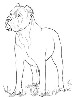 236x314 Labrador And Mastiff Coloring Page Dogs Category. Select