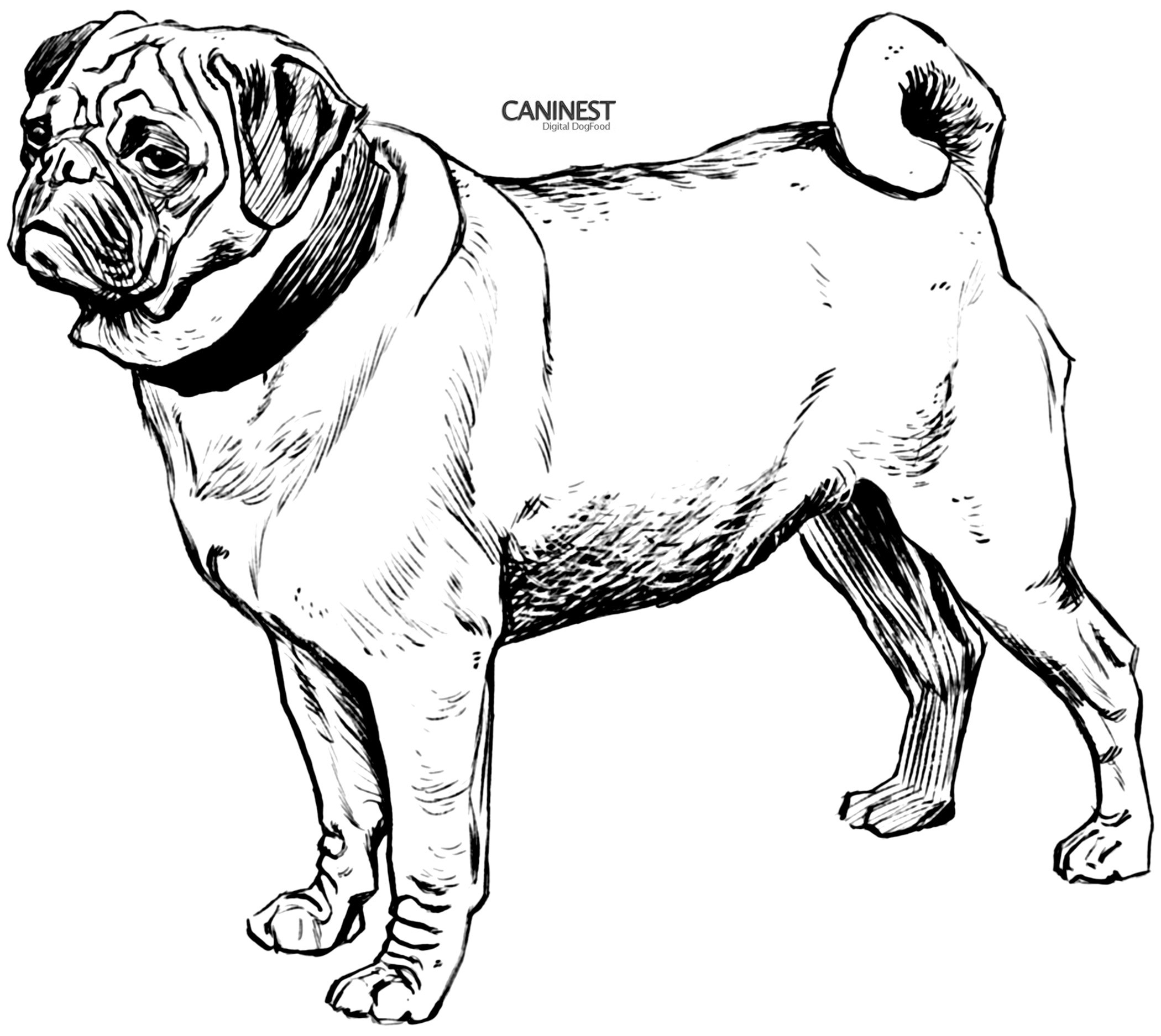 2100x1875 Rottweiler Animal Coloring Pages Beautiful Mastiff Animal Coloring