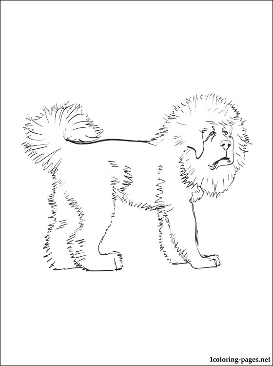 560x750 Tibetan Mastiff Coloring Page Coloring Pages