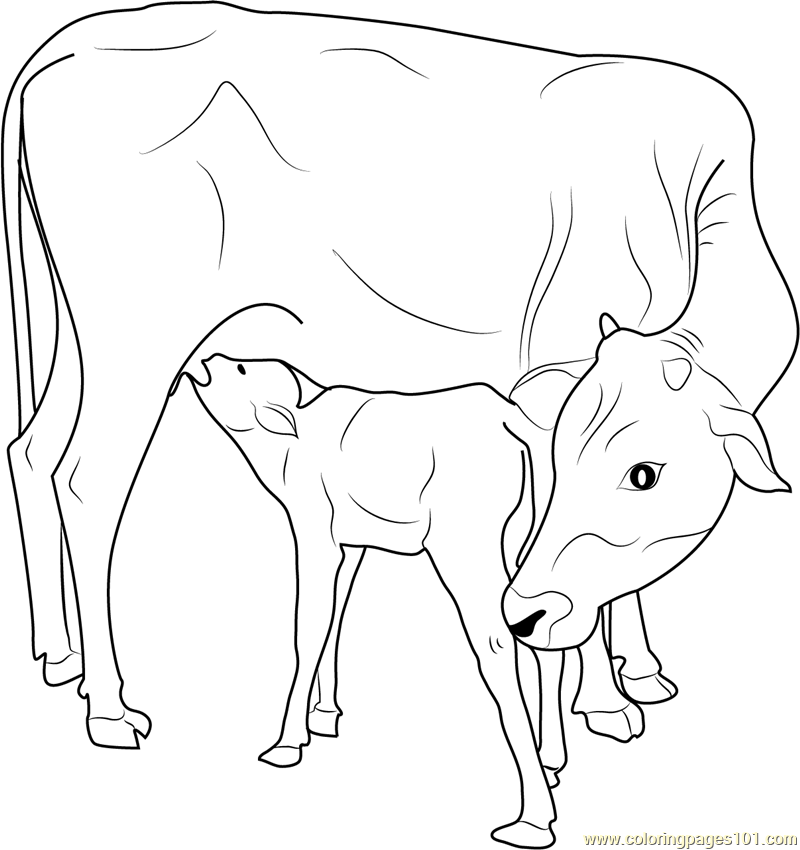 800x850 Matador And Bull Drawing Skole Tyren Ferdinand , Free