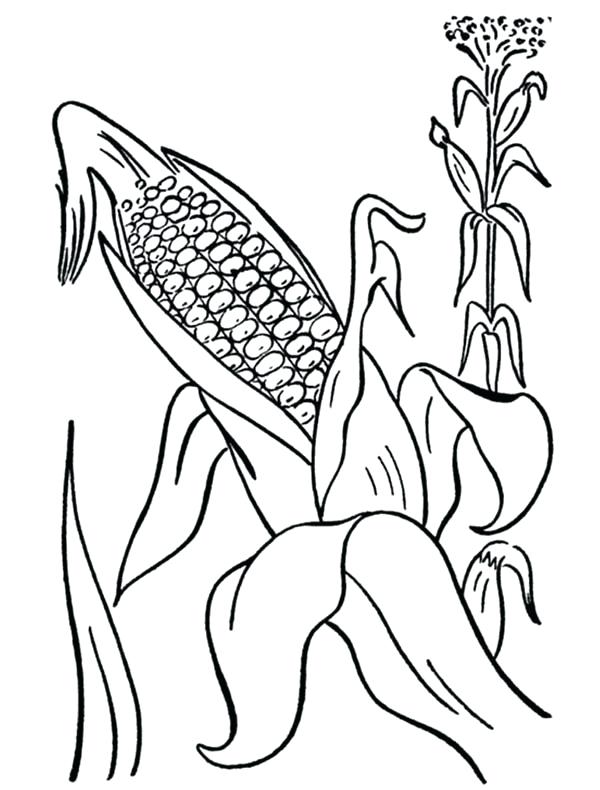 600x790 Mature Coloring Pages Corn Cob From Mature Plant Coloring Page