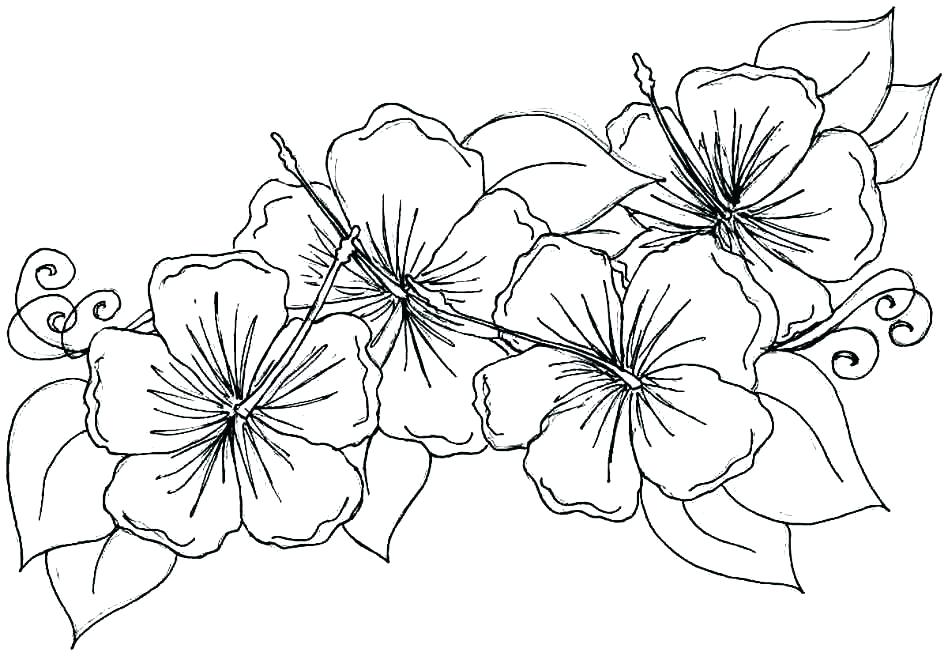 948x656 Flowers Coloring Pages Print