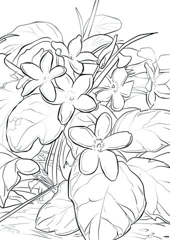 340x480 Mayflower Coloring Sheets Mayflower Coloring Page Free Mayflower