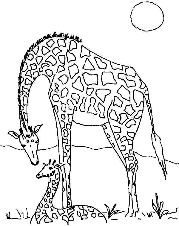 600x755 Giraffe In The Meadow Coloring Page