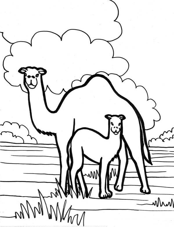 600x783 Camel In The Meadow Coloring Page