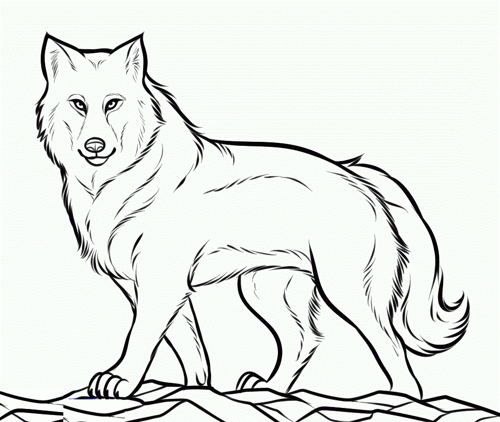 995x839 Coloring Pages And Coloring Books. Free Printable Wolf Coloring