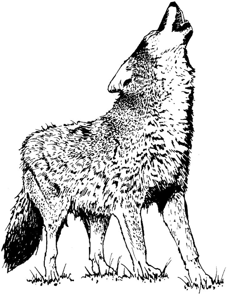 736x955 17 Best Tigersit Images On Coloring Book, Coloring