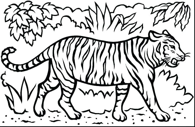 671x437 Tiger Without Stripes Coloring Page Tiger Without Stripes Coloring