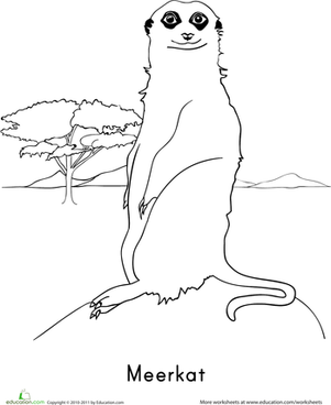 301x368 Meerkat Worksheet