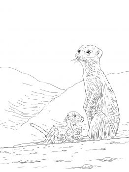 262x350 Meerkat Mother With Pup Animal Trackers Club Lesson Ideas