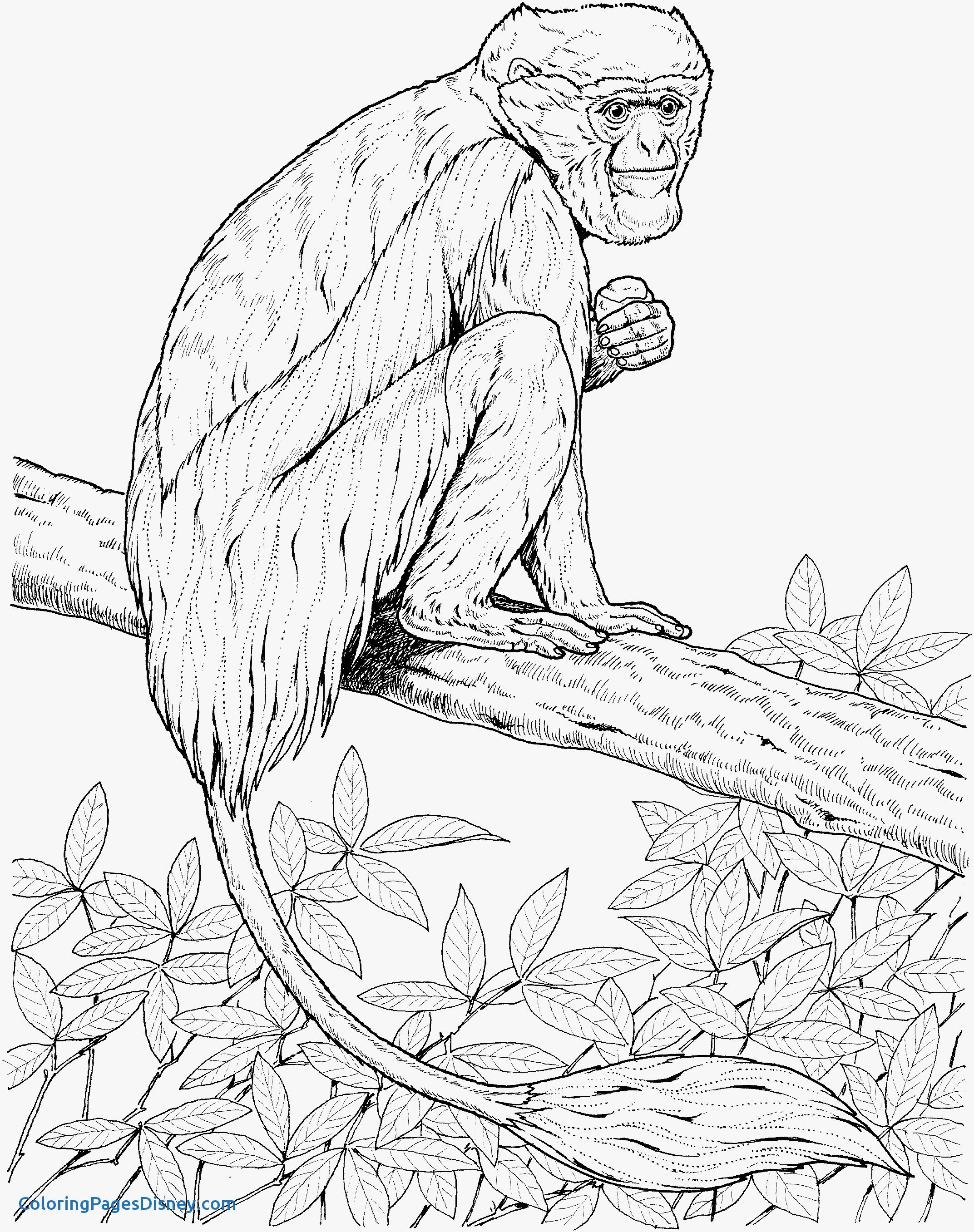 2145x2714 Meerkat Colouring In Page Archives