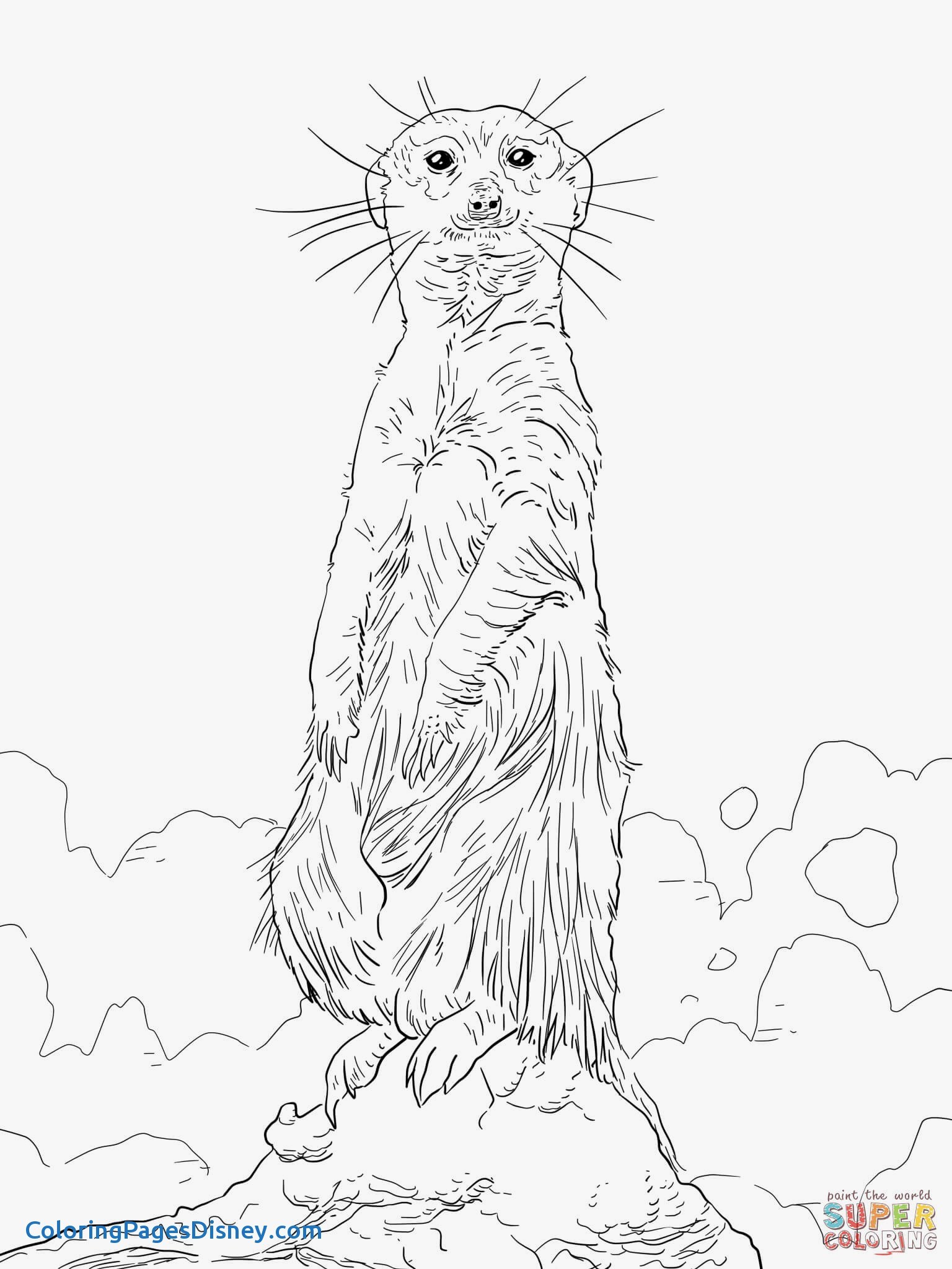 1536x2048 Inspirational Meerkat Coloring Pages