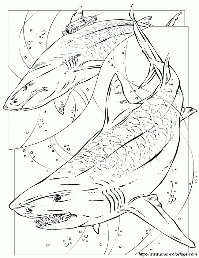 650x841 24 Megalodon Coloring Page Images Free Coloring Pages