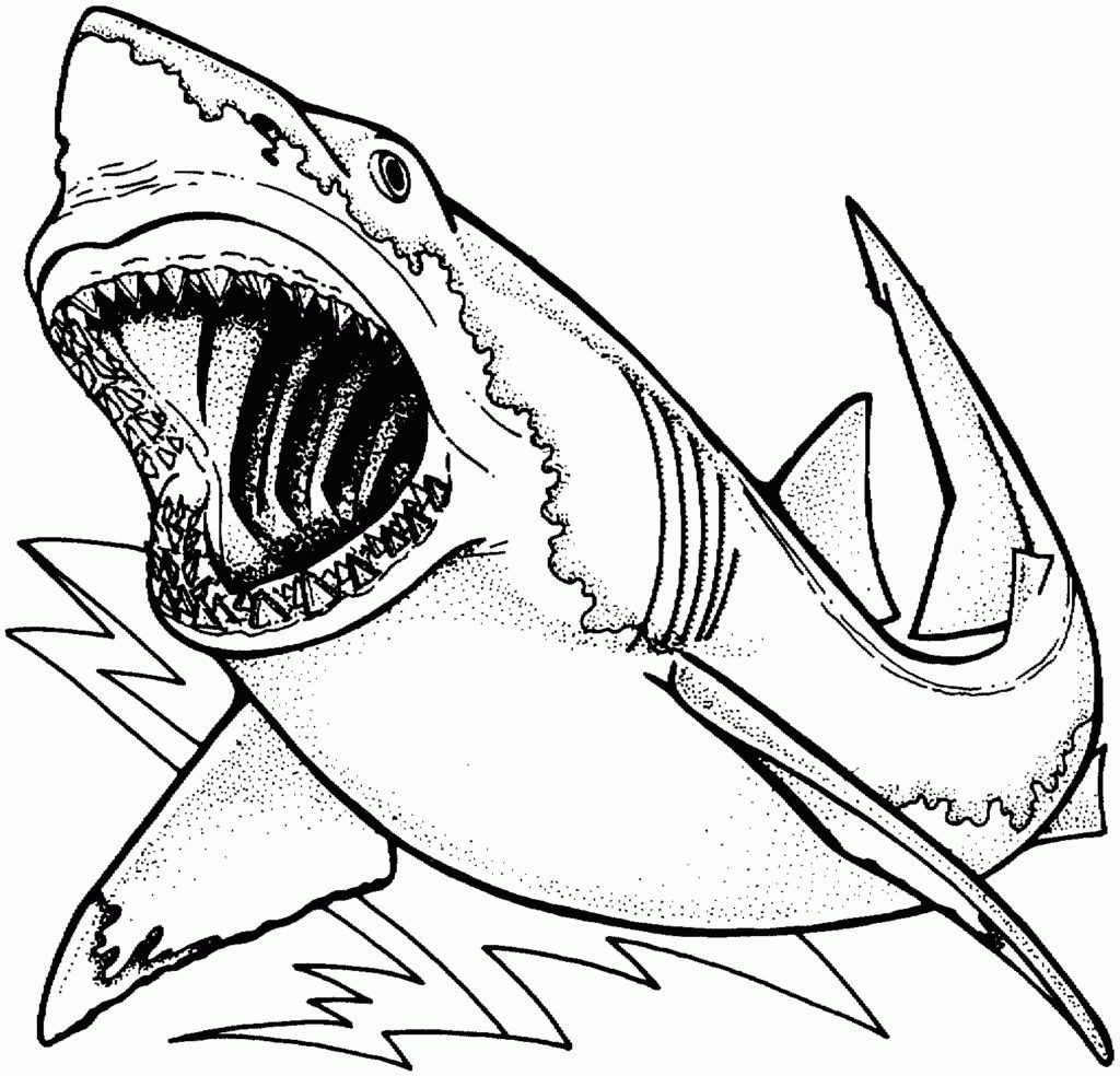 1024x984 Megalodon Coloring Page