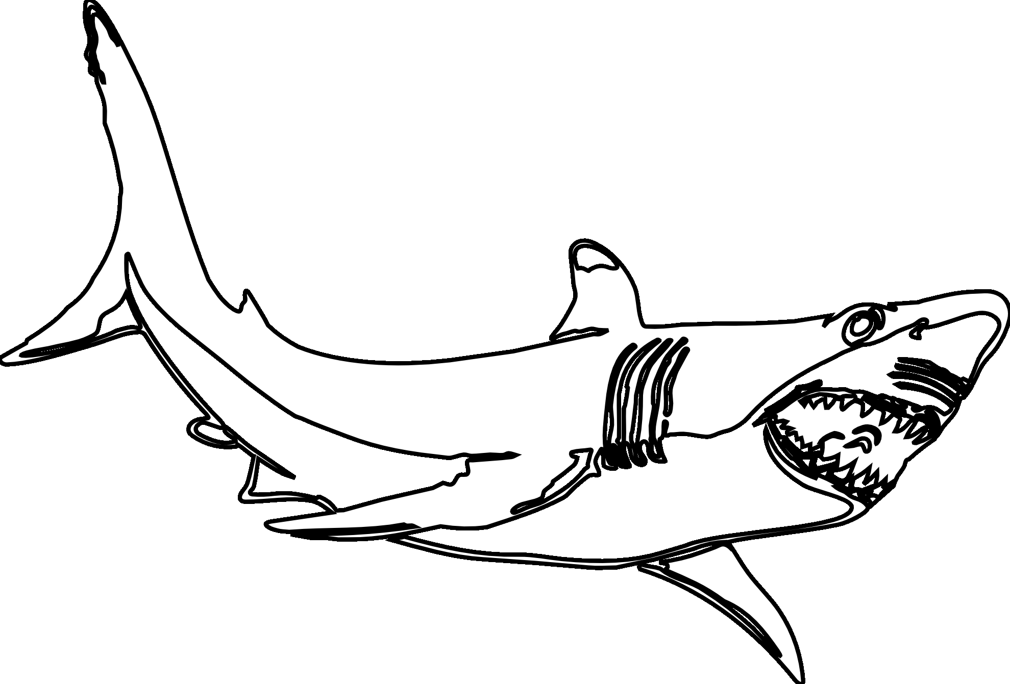 1979x1341 Megalodon Drawing
