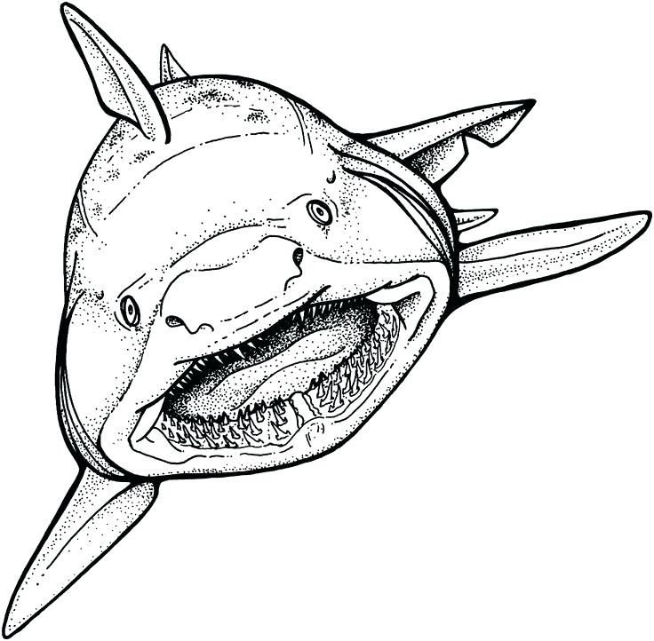 736x722 Megalodon Shark Coloring Pages Nice Idea Free Printable Shark